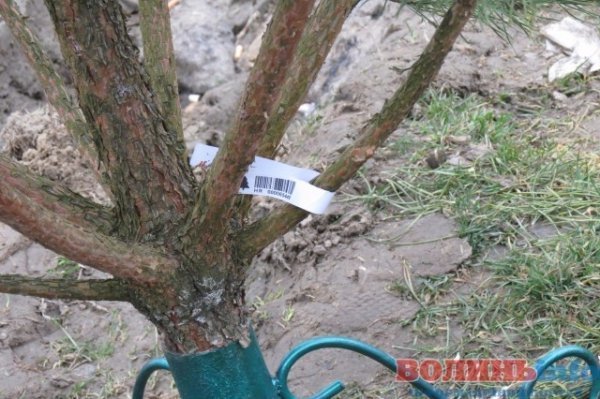 Скільки коштує новорічна красуня у Луцьку. ФОТО