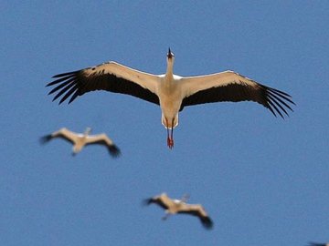 Весна прийшла: на Волинь повертаються лелеки. ФОТО