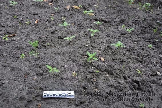 Житель Ковеля вдома вирощував канабіс. ФОТО