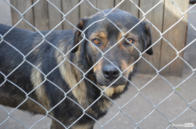 Показали умови, у яких живуть тварини в луцькій «Ласці». ФОТО