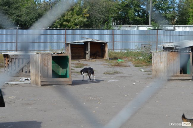 Показали умови, у яких живуть тварини в луцькій «Ласці». ФОТО