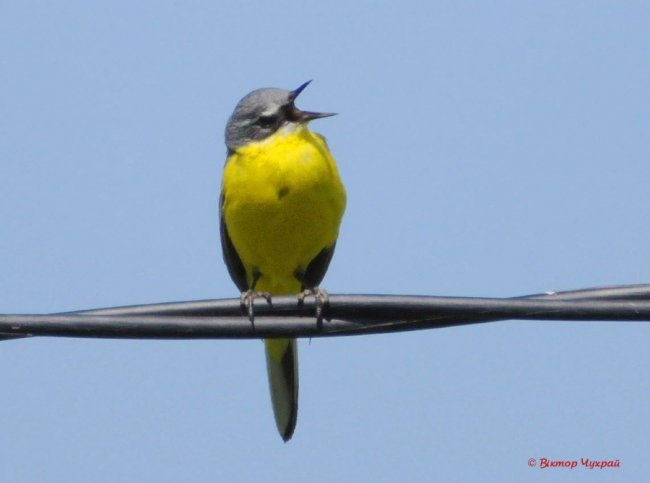 Останній день квітня на світлинах відомого луцького фотографа. ФОТО