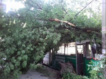 У Запоріжжі дерево впало на тролейбус