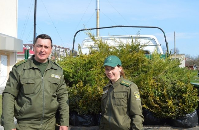 Лісівники та медики озеленили територію Волинського перинатального центру. ФОТО