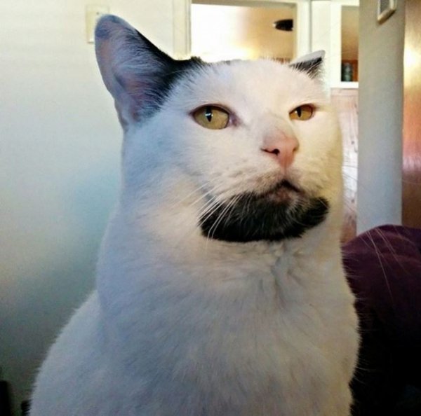 Брутальний бородатий кіт Ґері став новою зіркою Мережі. ФОТО