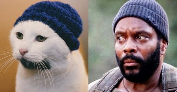 Брутальний бородатий кіт Ґері став новою зіркою Мережі. ФОТО