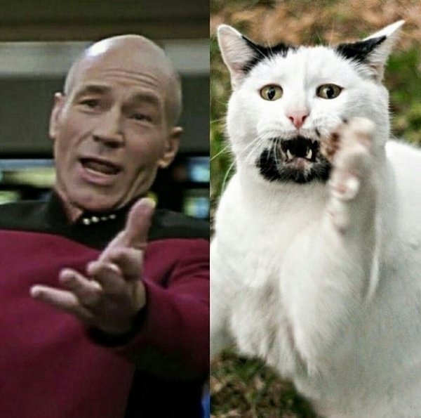 Брутальний бородатий кіт Ґері став новою зіркою Мережі. ФОТО