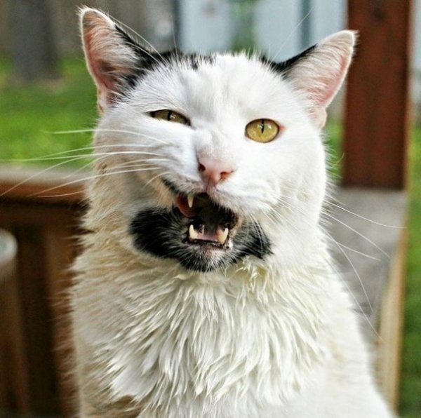 Брутальний бородатий кіт Ґері став новою зіркою Мережі. ФОТО