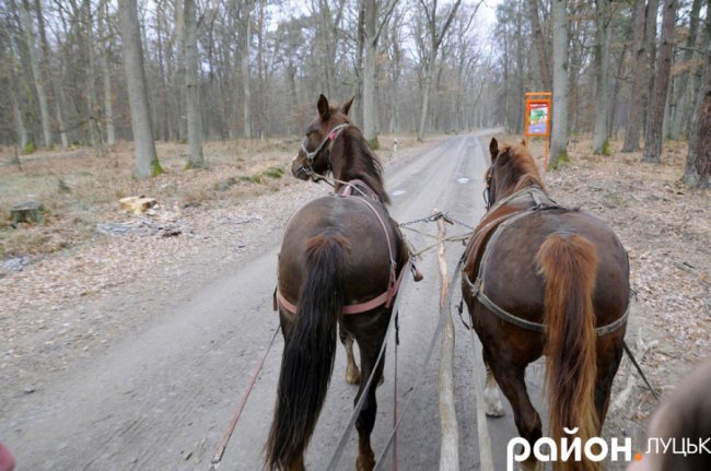 Як на Волині рятують диких тварин від холоду і голоду. ФОТО. ВІДЕО