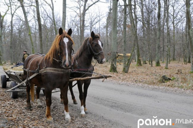 Як на Волині рятують диких тварин від холоду і голоду. ФОТО. ВІДЕО