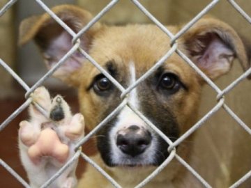 У Луцьку безпритульних тварин контролюватимуть за допомогою мобільного додатку