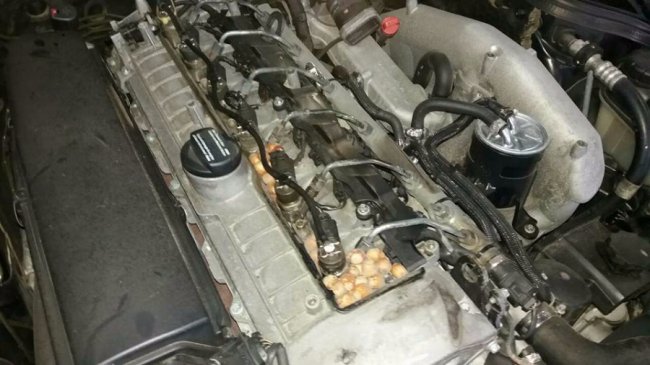 Курйоз на Волині: як білка зробила склад харчів у  Mercedes. ФОТО