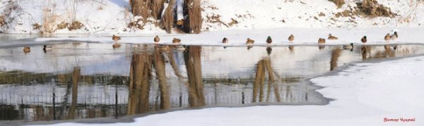 Опублікували чарівні фото зимового Стиру