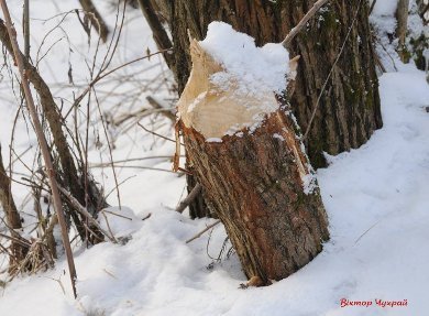 Опублікували чарівні фото зимового Стиру