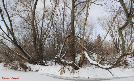 Опублікували чарівні фото зимового Стиру