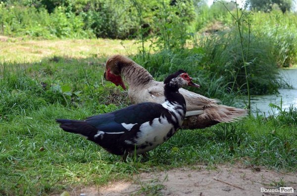 Є дикі качки й свійські індокачки. Живуть навіть кролики, морські свинки, декоративні курочки. Діти можуть подивитися, погодувати. 