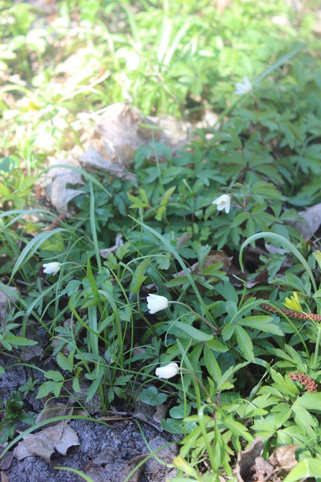 Волинян кличуть милуватися первоцвітами. ФОТО