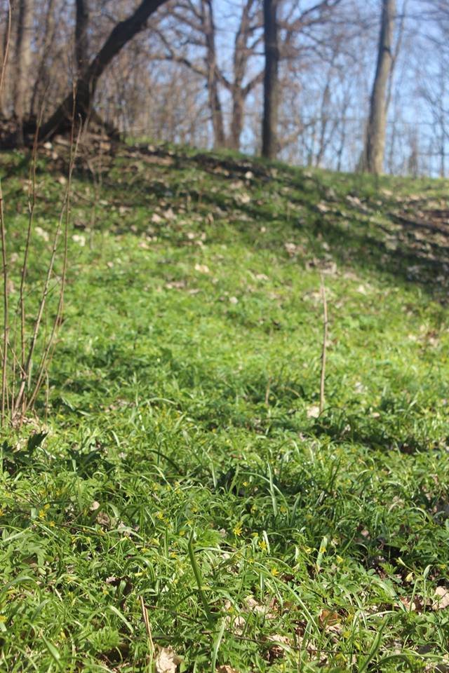 Волинян кличуть милуватися первоцвітами. ФОТО