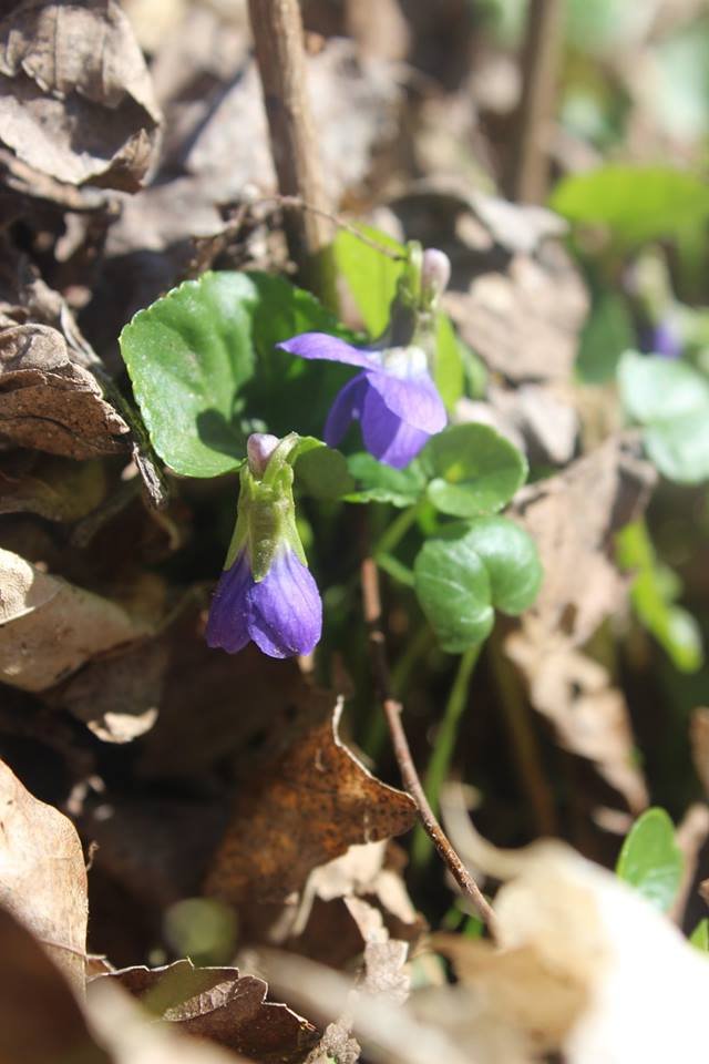 Волинян кличуть милуватися первоцвітами. ФОТО