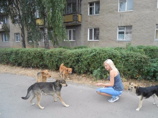 У Луцьку відловлювали безпритульних собак. ФОТО