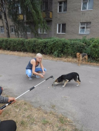 У Луцьку відловлювали безпритульних собак. ФОТО