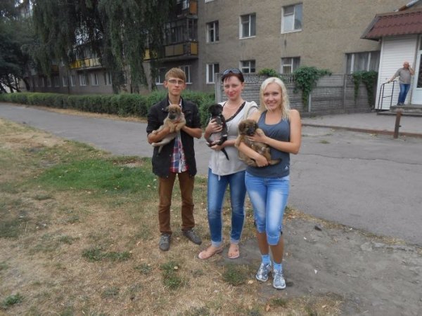 У Луцьку відловлювали безпритульних собак. ФОТО