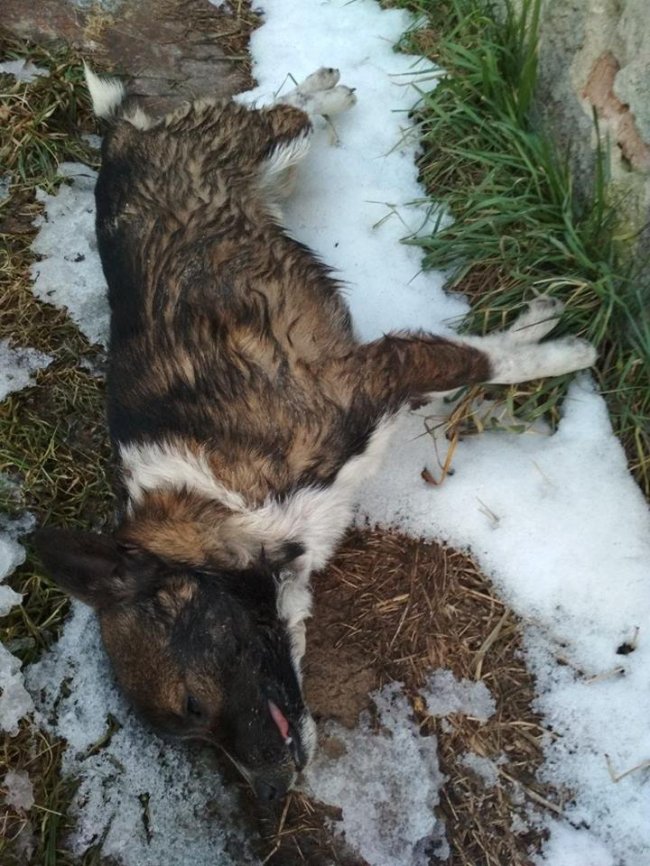 У селищі Волині – масове отруєння безпритульних псів. ФОТО 18+