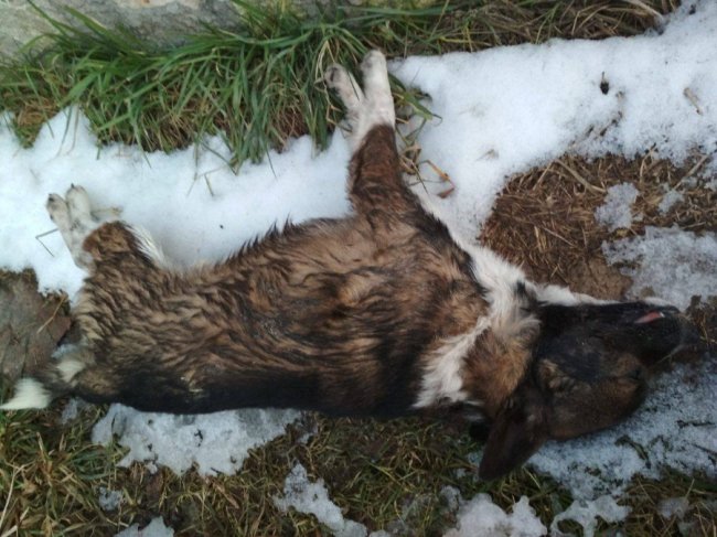 У селищі Волині – масове отруєння безпритульних псів. ФОТО 18+