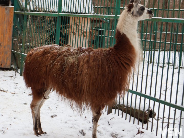 Як живе Луцький зоопарк взимку