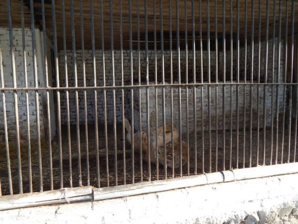 Сніг у Луцькому зоопарку. ФОТО