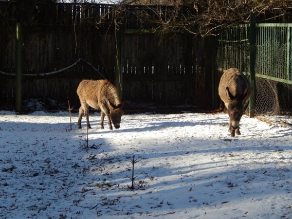 Сніг у Луцькому зоопарку. ФОТО