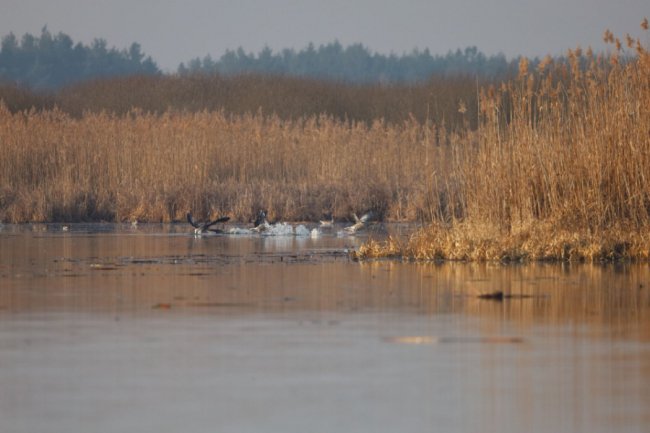 На Волині зафіксували раннє повернення птахів із теплих країв. ФОТО