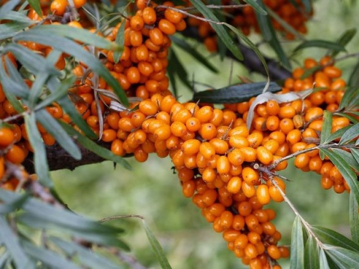 Волинська компанія подвоїть площі обліпихи – до 40 га