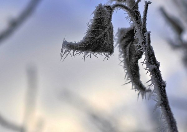 Волинь в льодяному тумані. ФОТО