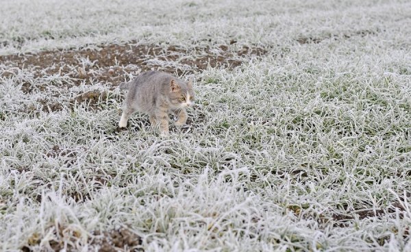Волинь в льодяному тумані. ФОТО
