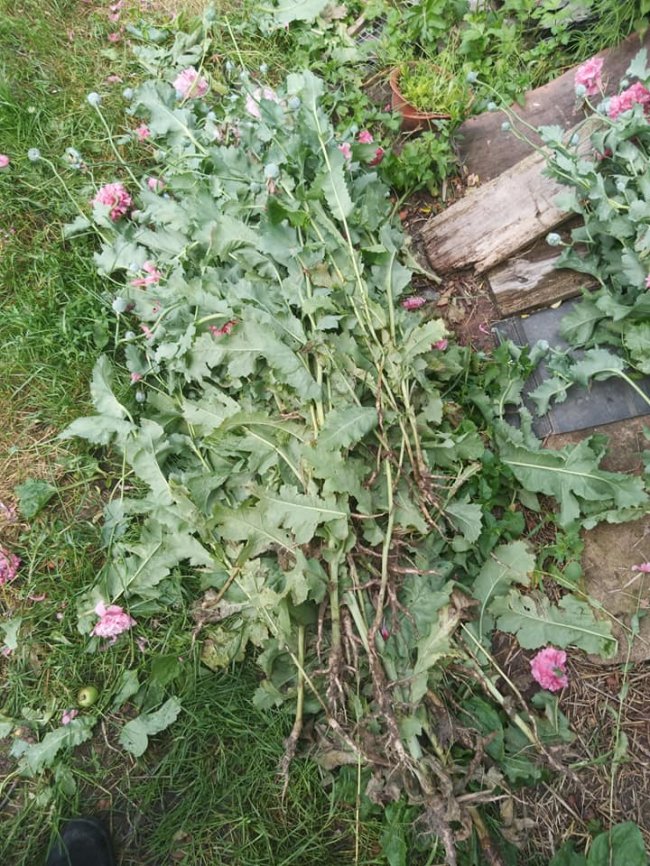 У громаді на Волині безпілотником виявили понад сотню рослин маку