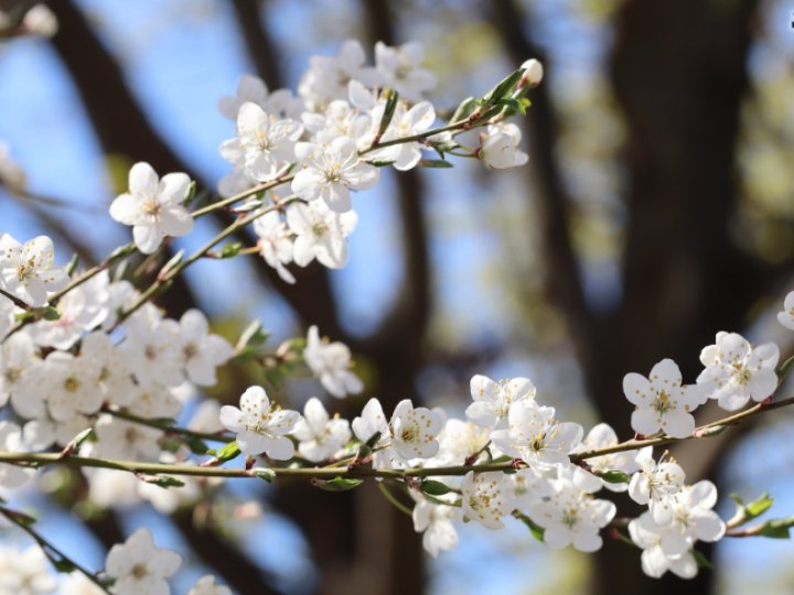 Дощ і заморозки на Великдень: коли потепліє у Луцьку та на Волині