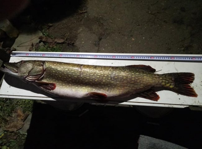 Лучанин на Стиру зловив 7-кілограмову щуку. ФОТО