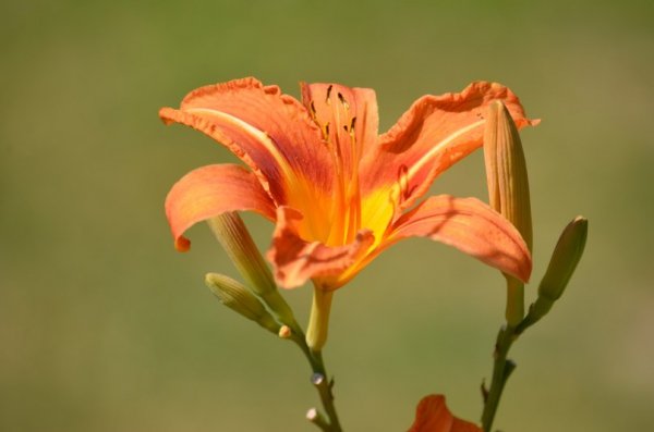 Фотовиставка: Сергій Олешкевич