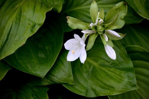 Фотовиставка: Сергій Олешкевич