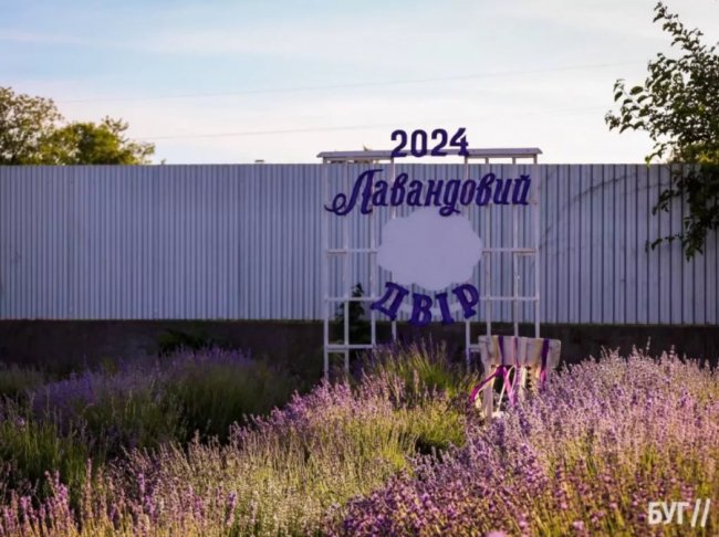 Волиняни створили лавандовий двір, щоб відволікатись від переживань за сина-воїна. ФОТО, ВІДЕО
