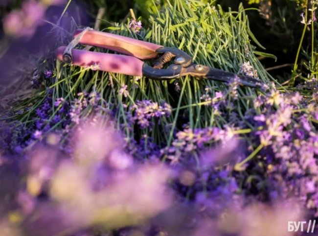 Волиняни створили лавандовий двір, щоб відволікатись від переживань за сина-воїна. ФОТО, ВІДЕО