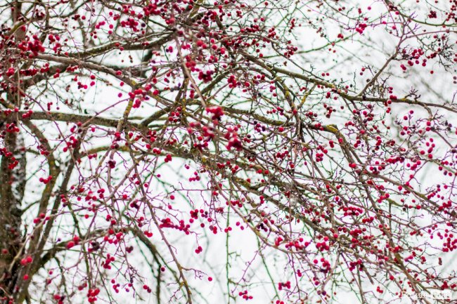 Засніжений Луцьк. ФОТОРЕПОРТАЖ