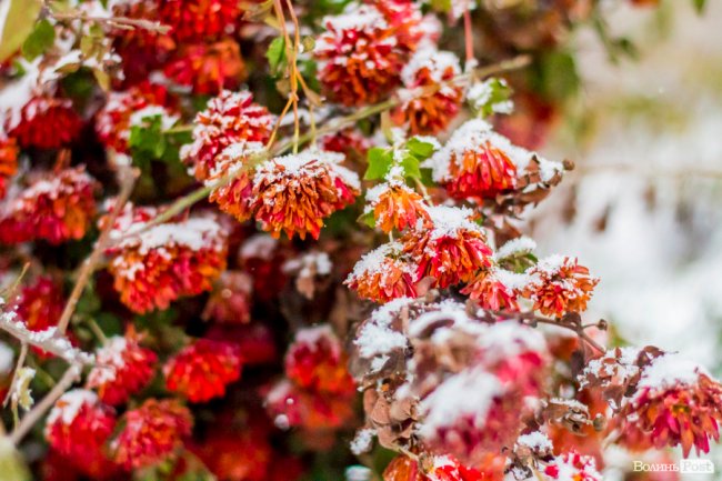 Засніжений Луцьк. ФОТОРЕПОРТАЖ