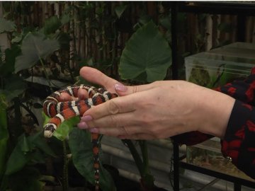 Хамелеони, скорпіони, папуги: у сільській школі на Волині мешкають сотні тварин. ВІДЕО