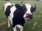 У Луцькій громаді планують збільшити виплати за корів