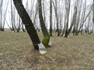 На Волині розпочався сезон березового соку