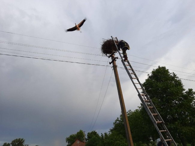 У Луцькому районі врятували лелеченя, яке випало з гнізда