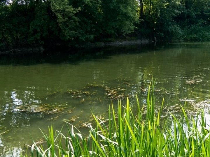 Водорослі та очерет на пляжі: коли розчистять річку Стир у Луцьку. ВІДЕО