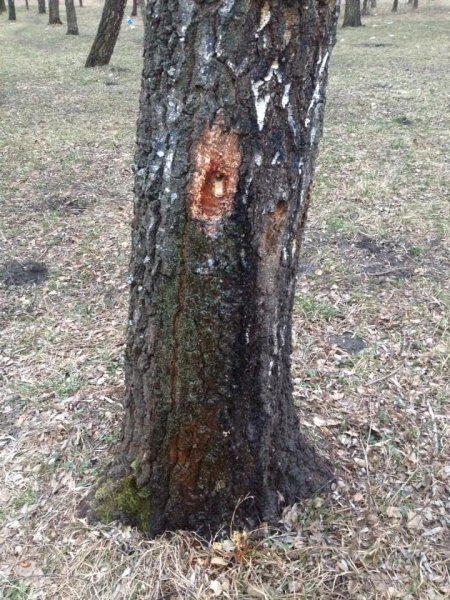 Волинські волонтери-екологи закликають не залишати «відкриті рани» на стовбурах беріз